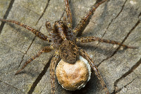 Female wolf spider and egg sac.